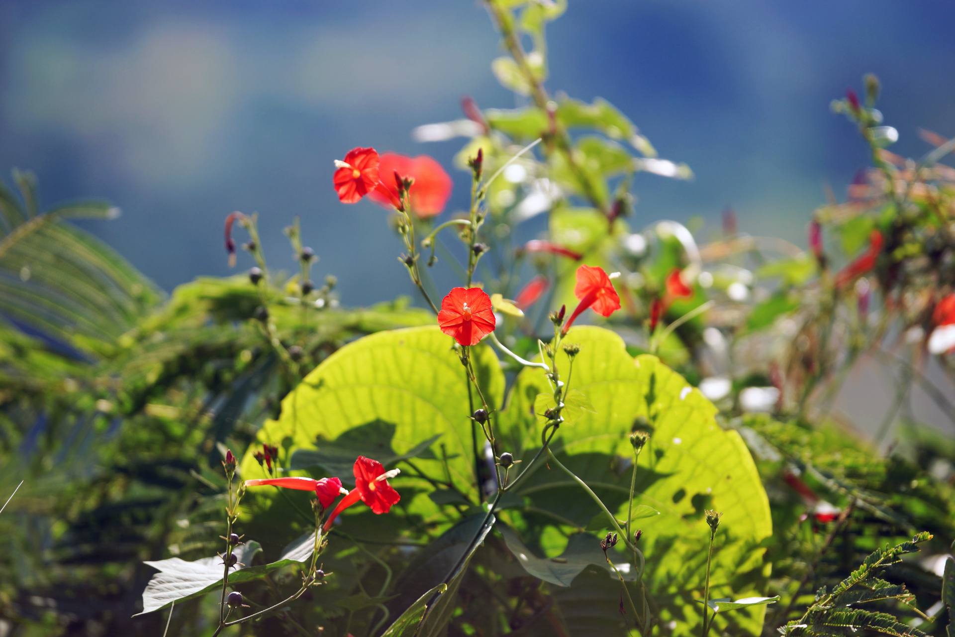 Tageswanderung durch die Umgebung von Nyaung Shwe